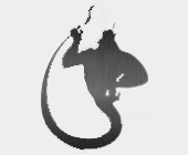 dschinni_shisha_logo.png