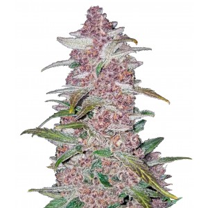 Fast Buds Blackberry Auto 3 Samen