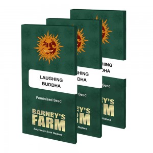 Barney's Farm Laughing Buddha Feminisiert 3 Samen