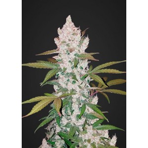 Fast Buds Girl Scout Cookies Auto 3 Samen