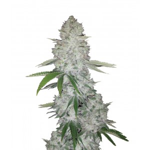 Fast Buds Gorilla Glue Auto 3 Samen