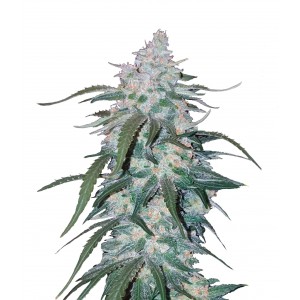 Fast Buds Pineapple Express Auto 3 Samen