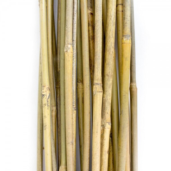 PLANT!T Bambusstock 90 cm 25er Bündel