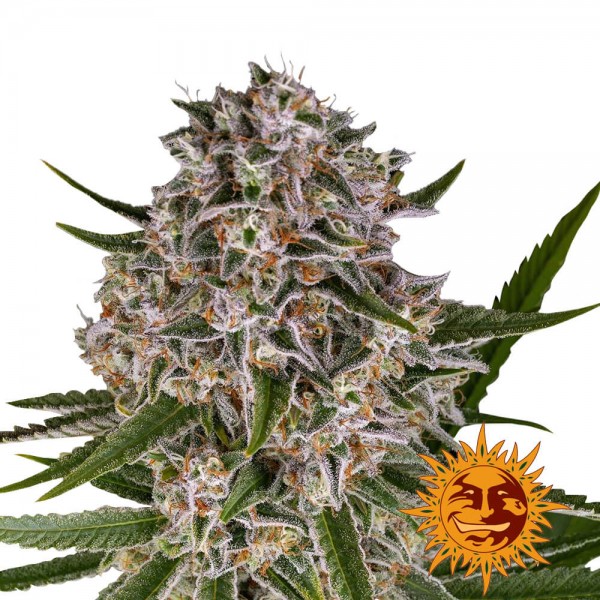 Barney's Farm Lemon Haze Auto