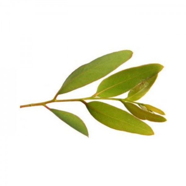 Primavera - Eukalyptus Duftöl BIO 5 ml