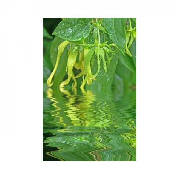 Primavera - Ylang-Ylang Duftöl BIO 5 ml