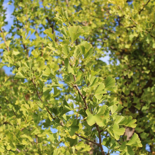 Ginkgoblätter Bio getrocknet für Vaporizer 50 g