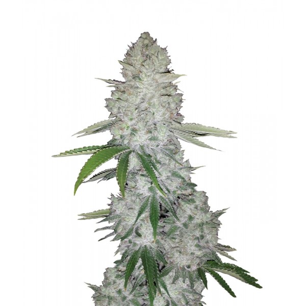 Fast Buds Gorilla Glue Auto 3 Samen
