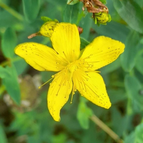 Johanniskraut Bio getrocknet für Vaporizer 50 g