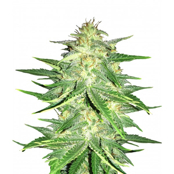 Fast Buds Lemon AK Auto 3 Samen