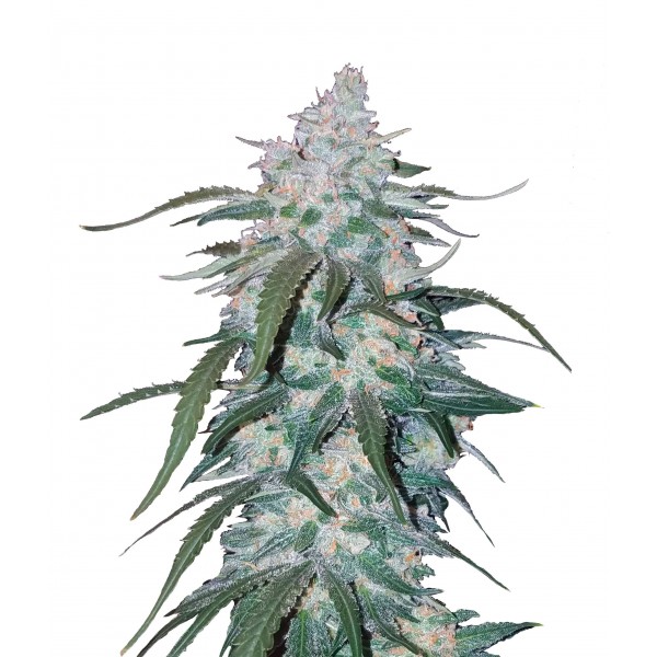 Fast Buds Pineapple Express Auto 3 Samen