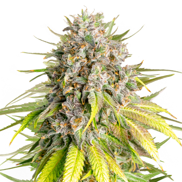 Royal Queen Seeds x Tyson 2.0 Punch Pie Feminisiert