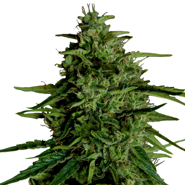 Royal Queen Seeds Milky Way F1 Hybrid Auto