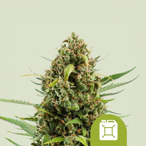 Royal Queen Seeds Diesel Automatic