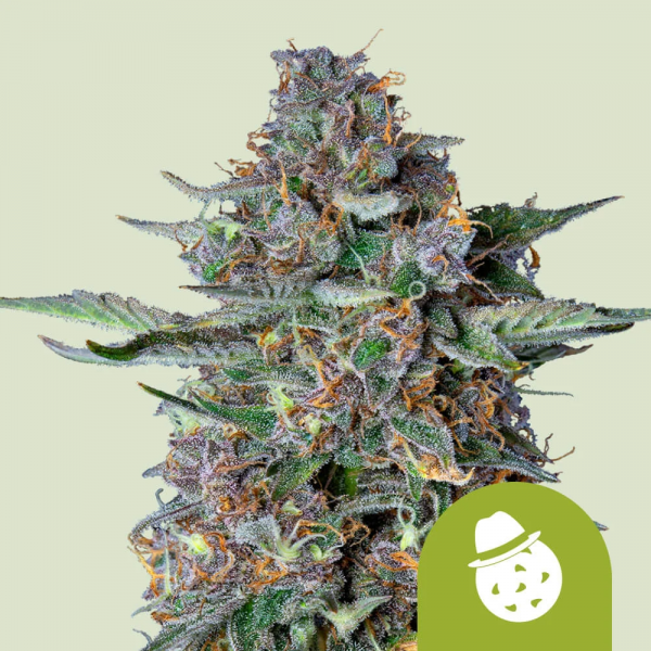Royal Queen Seeds Do-Si-Dos Automatic