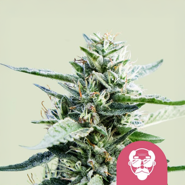Royal Queen Seeds Granddaddy Purple USA Premium Feminisiert 3 Samen