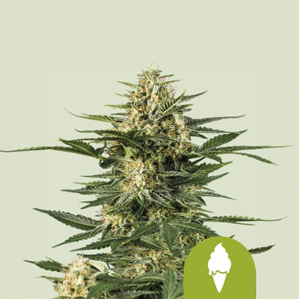 Royal Queen Seeds Green Gelato Automatic