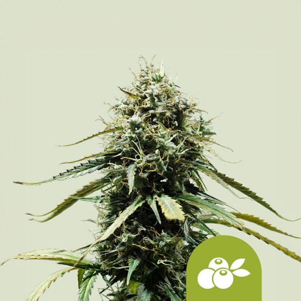 Royal Queen Seeds Haze Berry Automatic