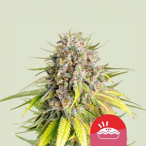 Royal Queen Seeds x Tyson 2.0 Punch Pie