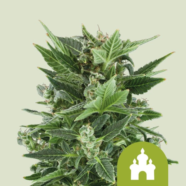 Royal Queen Seeds Royal Kush Automatic