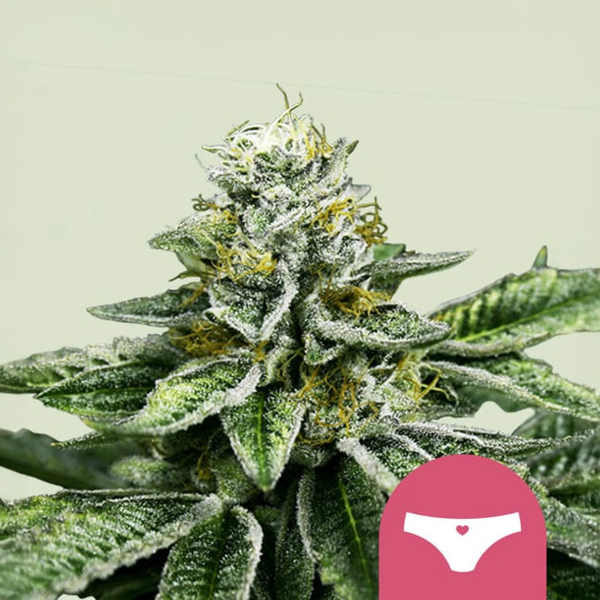Royal Queen Seeds Sherbet Queen USA Premium Feminisiert 3 Samen
