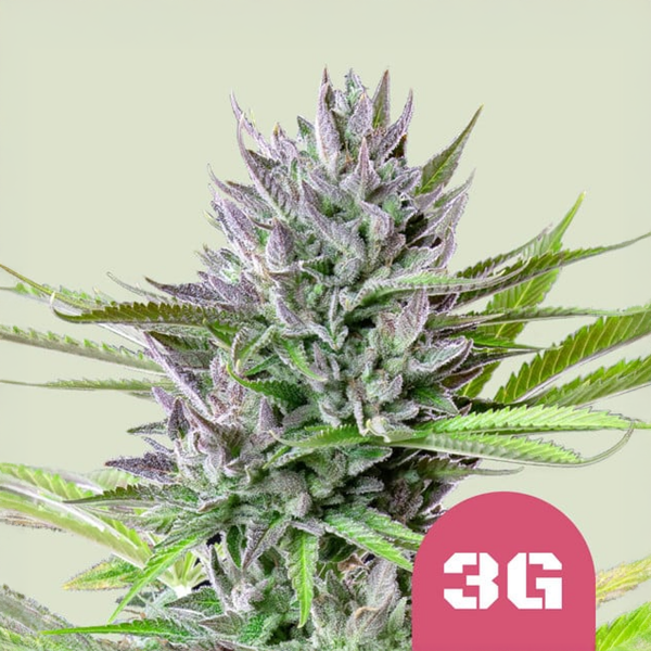 Royal Queen Seeds Triple G USA Premium Feminisiert 3 Samen