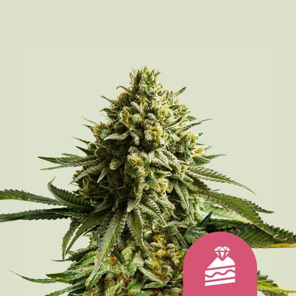 Royal Queen Seeds Wedding Cake USA Premium Feminized