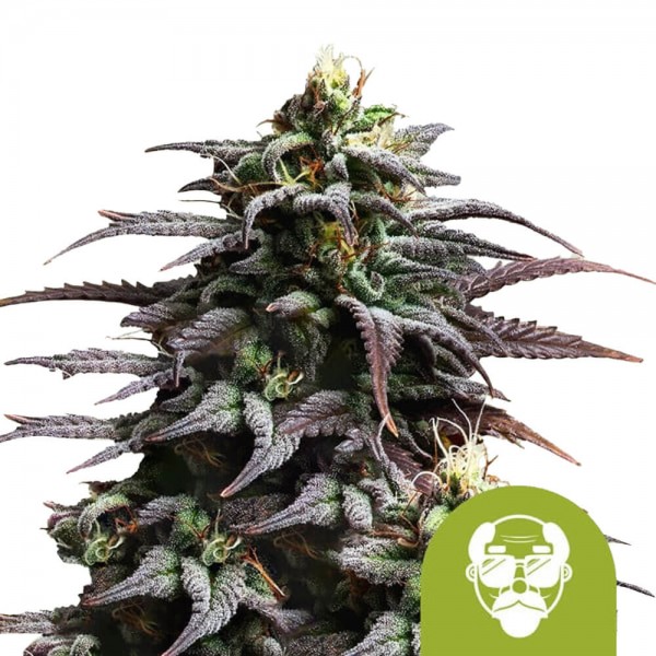 Royal Queen Seeds Granddaddy Purple Auto